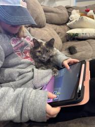 Reunited Female Cat last seen tamarack/Maple crest , Edmonton, AB T6T 1A4