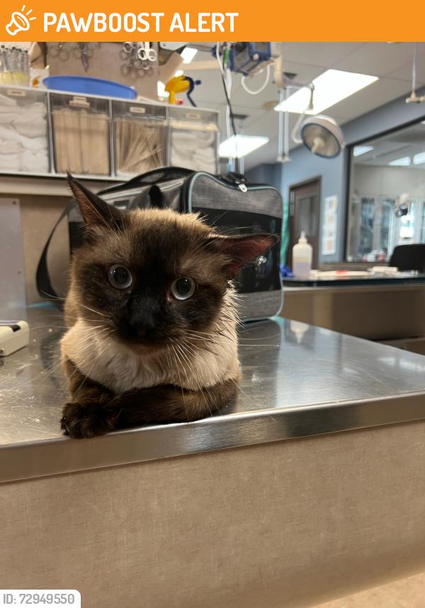 Found/Stray Male Cat last seen Town Center and Sahara , Summerlin South, NV 89135
