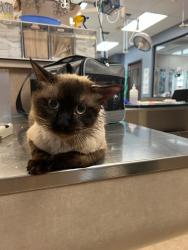 Found/Stray Male Cat last seen Town Center and Sahara , Summerlin South, NV 89135