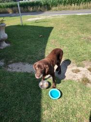 Found/Stray Female Dog last seen Huffman vinyards , Richlands, NC 28574