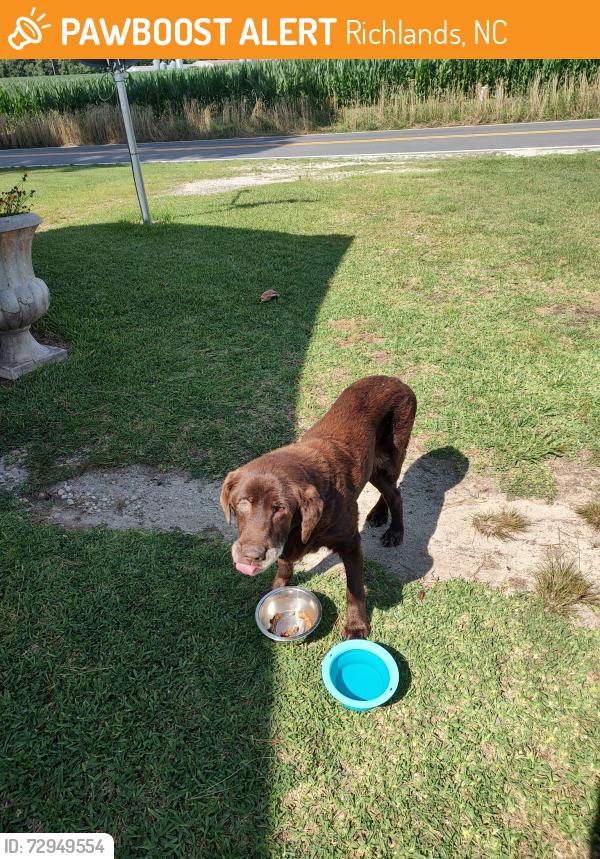Found/Stray Female Dog last seen Huffman vinyards , Richlands, NC 28574