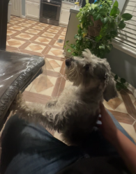 Reunited Male Dog last seen 41st and 129, Tulsa, OK 74146