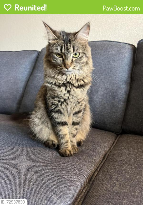 Reunited Female Cat last seen La Piedra Ln & Lisboa Ln, League City, TX 77573