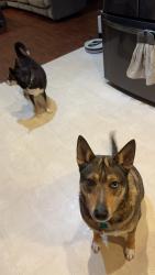 Reunited Female Dog last seen Near Coventry court, Mason, OH 45040
