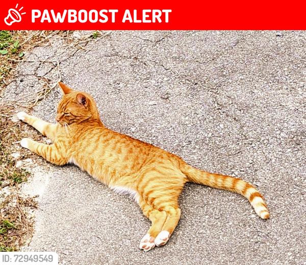 Lost Male Cat last seen Peace Dr and Howard Gap Loop Rd, Henderson County, NC 28731