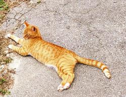 Lost Male Cat last seen Peace Dr and Howard Gap Loop Rd, Henderson County, NC 28731