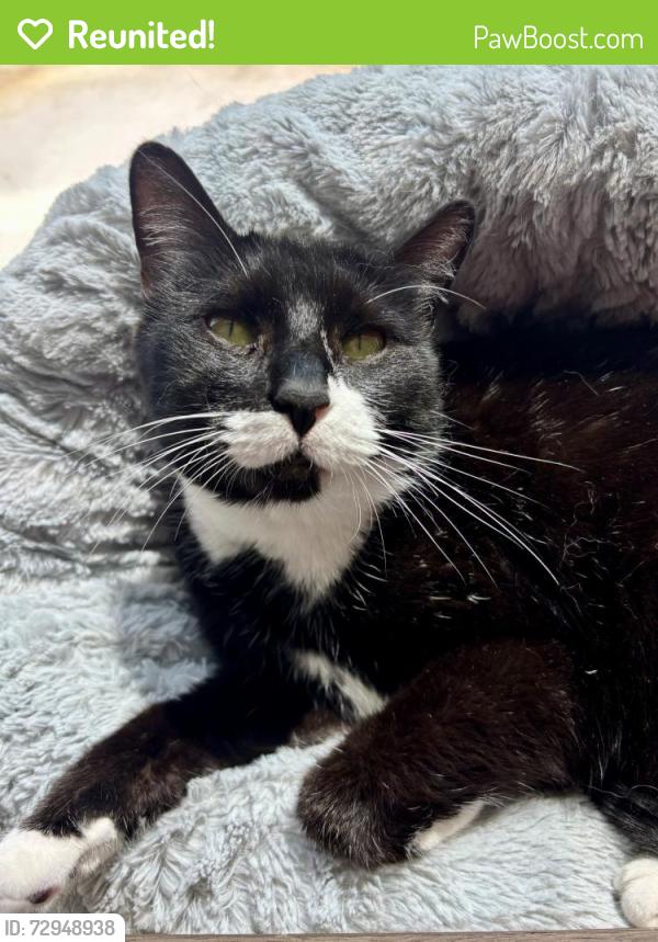 Reunited Female Cat last seen Ashland and Green Bay Road, Evanston, IL 60201
