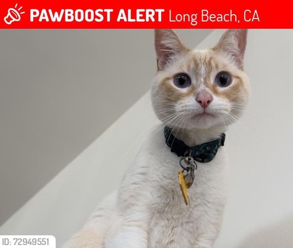 Lost Male Cat last seen Ocean blvd and Junipero avenue , Long Beach, CA 90801