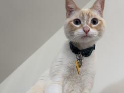 Lost Male Cat last seen Ocean blvd and Junipero avenue , Long Beach, CA 90801