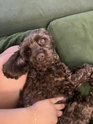 Lost Female Dog last seen Jackson St SE & Chamberlain St SE, Atlanta, GA 30312