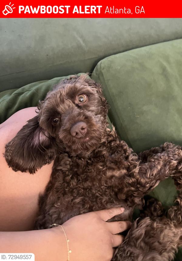 Lost Female Dog last seen Jackson St SE & Chamberlain St SE, Atlanta, GA 30312