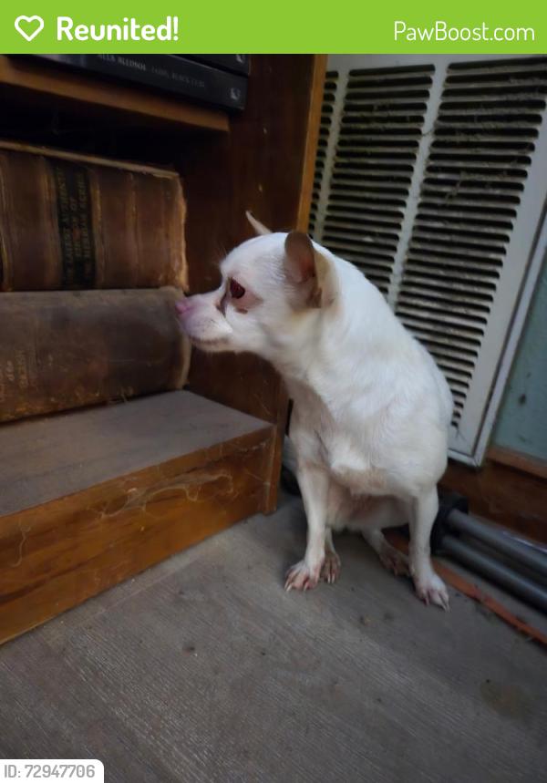Reunited Female Dog last seen winona ave and sulphur ave, St. Louis, MO 63109