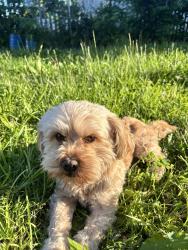 Reunited Male Dog last seen Lane st, Topeka, KS 66604