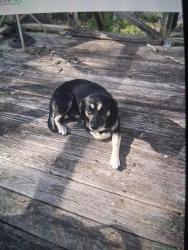 Reunited Male Dog last seen Donahoo and reeceburgh, Silver Creek, GA 30173