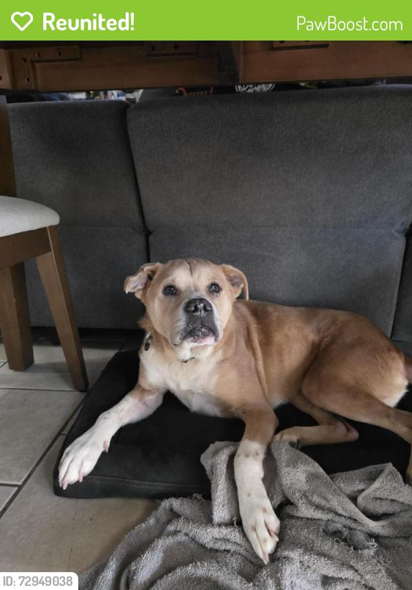 Reunited Male Dog last seen Weybridge and Brandyridge, San Antonio, TX 78250