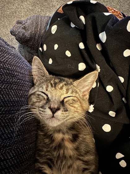 Shelter Stray Female Cat last seen Hampton, VA 23669, Newport News, VA 23605
