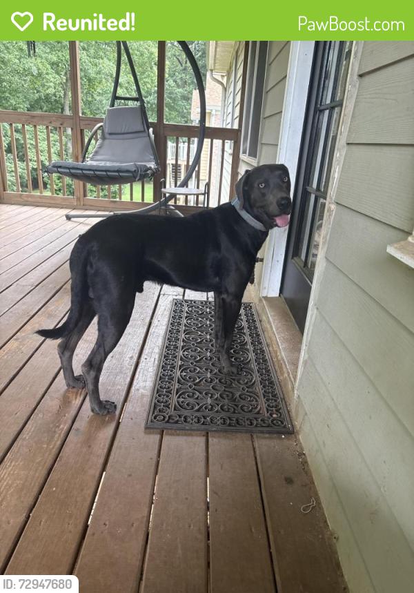 Reunited Male Dog last seen walmart on buford mill drive, Buford, GA 30519