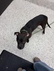 Shelter Stray Female Dog last seen Atlanta, GA 30354, Atlanta, GA 30336