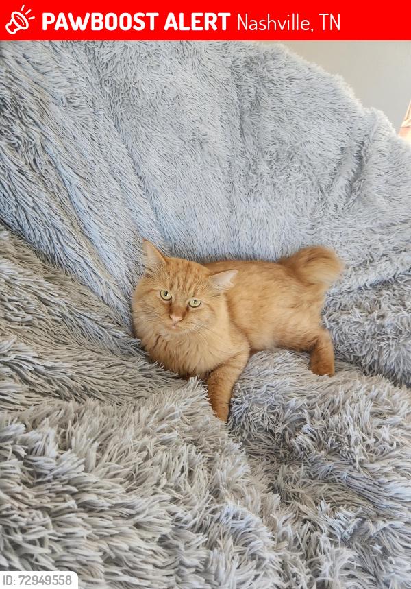 Lost Male Cat last seen Barnes cove drive, Antioch, TN, Nashville, TN 37013