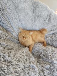 Lost Male Cat last seen Barnes cove drive, Antioch, TN , Nashville, TN 37013