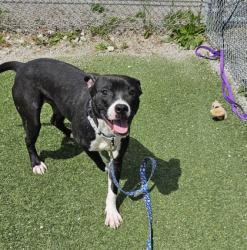 Shelter Stray Female Dog last seen , OH , Cleveland, OH 44102