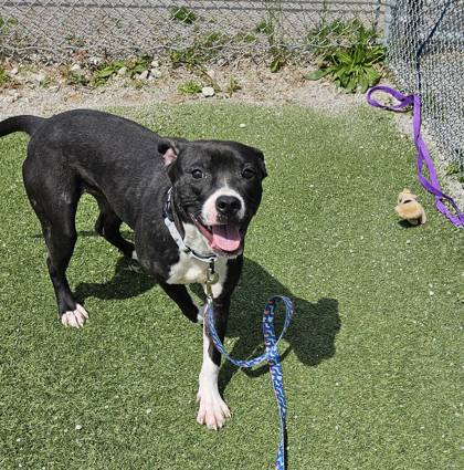 Shelter Stray Female Dog last seen , OH , Cleveland, OH 44102
