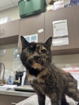 Shelter Stray Female Cat last seen Cicero, IN 46034, Fishers, IN 46038