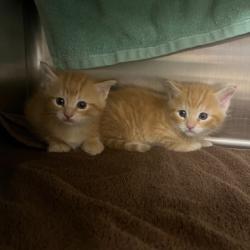 Shelter Stray Male Cat last seen Dane County, WI , Madison, WI 53718