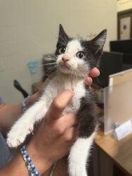Shelter Stray Male Cat last seen Near Lee Dr, 70808, LA, Baton Rouge, LA 70820