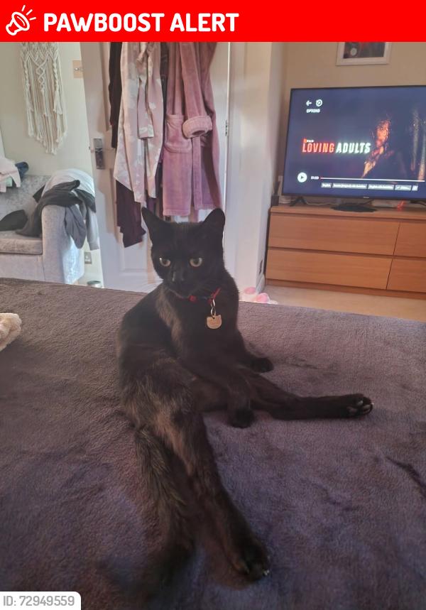 Lost Male Cat last seen Sandy Way, Shirley,Croydon , Greater London, England CR0
