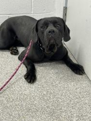 Shelter Stray Female Dog last seen Near Old York Rd, 21218, MD, Baltimore, MD 21230