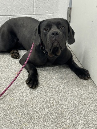 Shelter Stray Female Dog last seen Near Old York Rd, 21218, MD, Baltimore, MD 21230