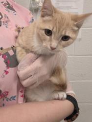 Shelter Stray Female Cat last seen Near Maude AVE, 21225, MD, Baltimore, MD 21230