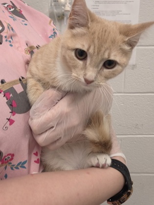 Shelter Stray Female Cat last seen Near Maude AVE, 21225, MD, Baltimore, MD 21230