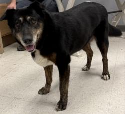 Shelter Stray Female Dog last seen Harrison County, MS , Gulfport, MS 39501