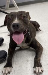 Shelter Stray Female Dog last seen Gulfport, MS , Gulfport, MS 39501