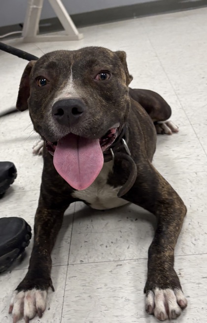 Shelter Stray Female Dog last seen Gulfport, MS , Gulfport, MS 39501