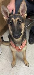 Shelter Stray Female Dog last seen Harrison County, MS , Gulfport, MS 39501