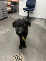 Shelter Stray Female Dog last seen Summerville, SC 29483, North Charleston, SC 29406