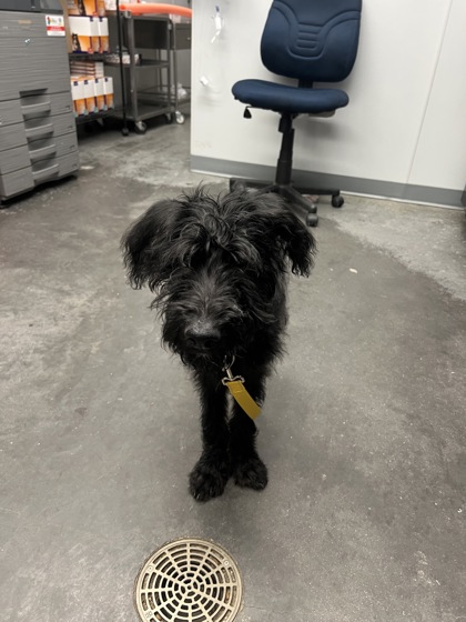 Shelter Stray Female Dog last seen Summerville, SC 29483, North Charleston, SC 29406