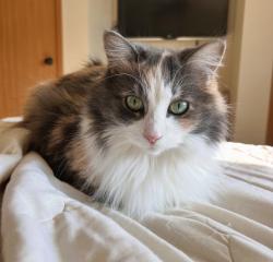 Reunited Female Cat last seen Woodland Road and Shawano Ave , Howard, WI 54313