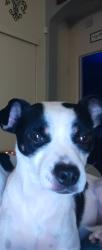 Lost Male Dog last seen Twin Dish Way, New Braunfels, TX 78130
