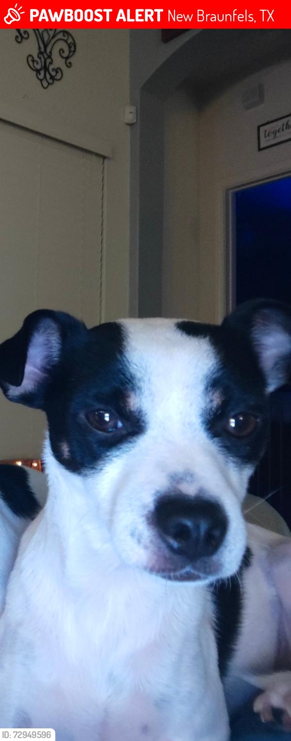 Lost Male Dog last seen Twin Dish Way, New Braunfels, TX 78130