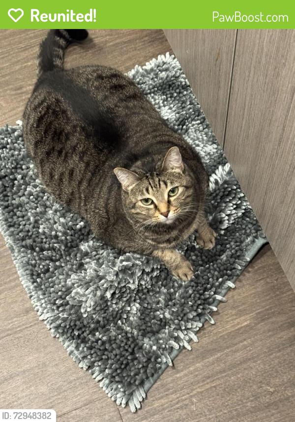 Reunited Female Cat last seen 34th Ave , Kenosha, WI 53144