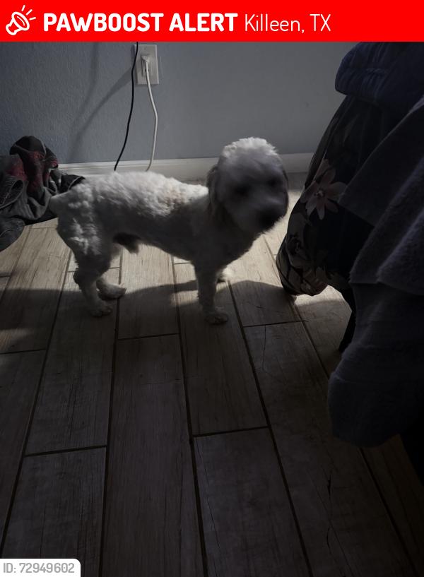 Lost Male Dog last seen Pilgram dr, Killeen, TX 76543