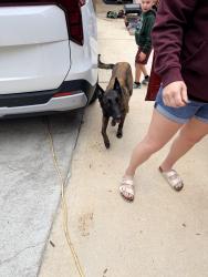 Reunited Male Dog last seen Highway 54 west, Brandywine Boulevard, Fayetteville, GA 30214