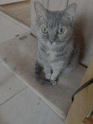 Lost Female Cat last seen San Jose Shores, Jacksonville, FL 32217