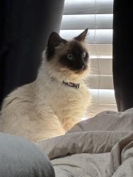 Lost Male Cat last seen Lake chateau apmts , Pensacola, FL 32514