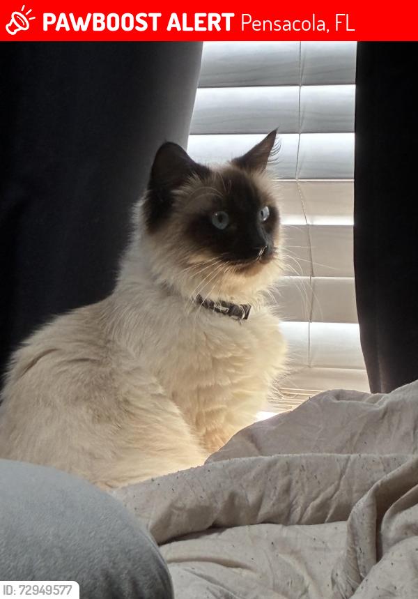 Lost Male Cat last seen Lake chateau apmts , Pensacola, FL 32514