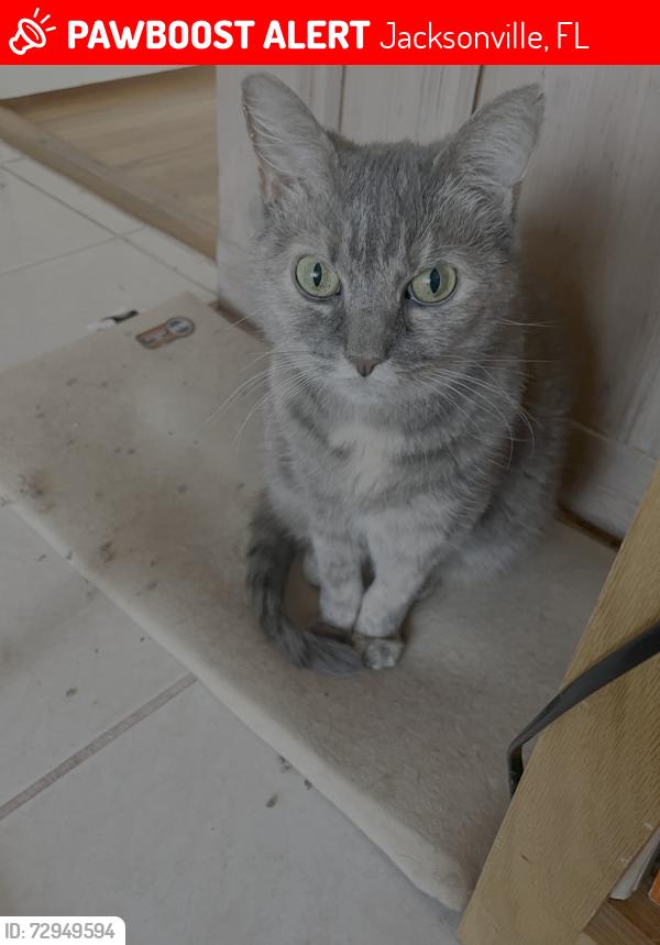 Lost Female Cat last seen San Jose Shores, Jacksonville, FL 32217